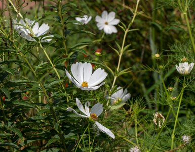 Nature bloom many
