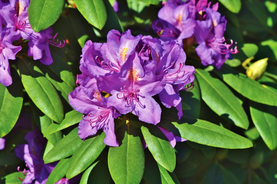 Pink rhododendron bud blossom