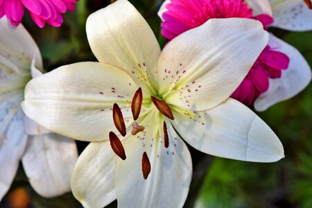 Lilies stamen pistil photo