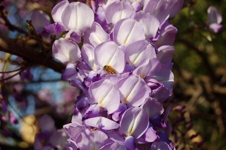 Bloom spring flowers