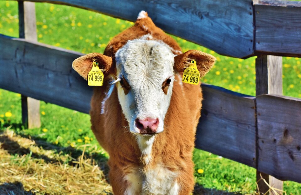 Ruminant young animal livestock