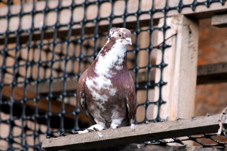 Feathered race domestic pigeon nature