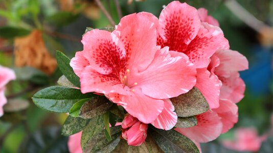 Nature romantic floral