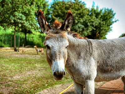 Nature livestock mule