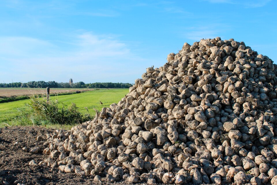Sugar beet grass landscape