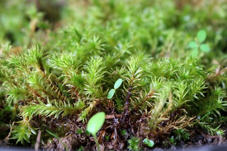 Natural green moss