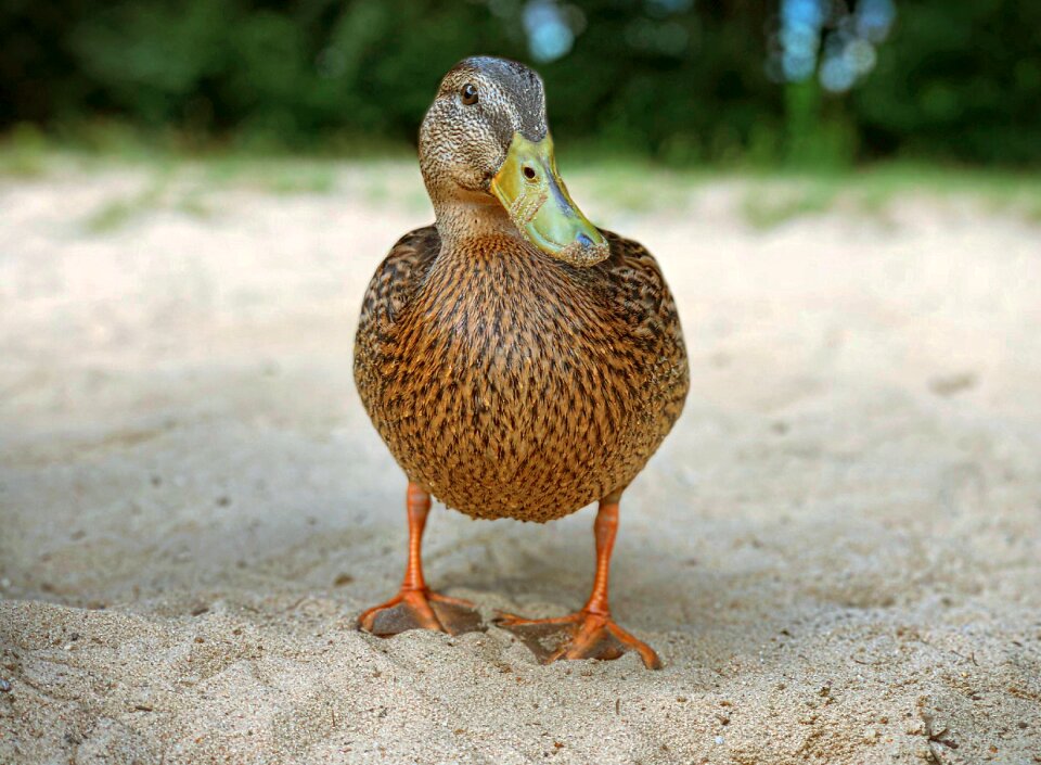Water bird plumage bill