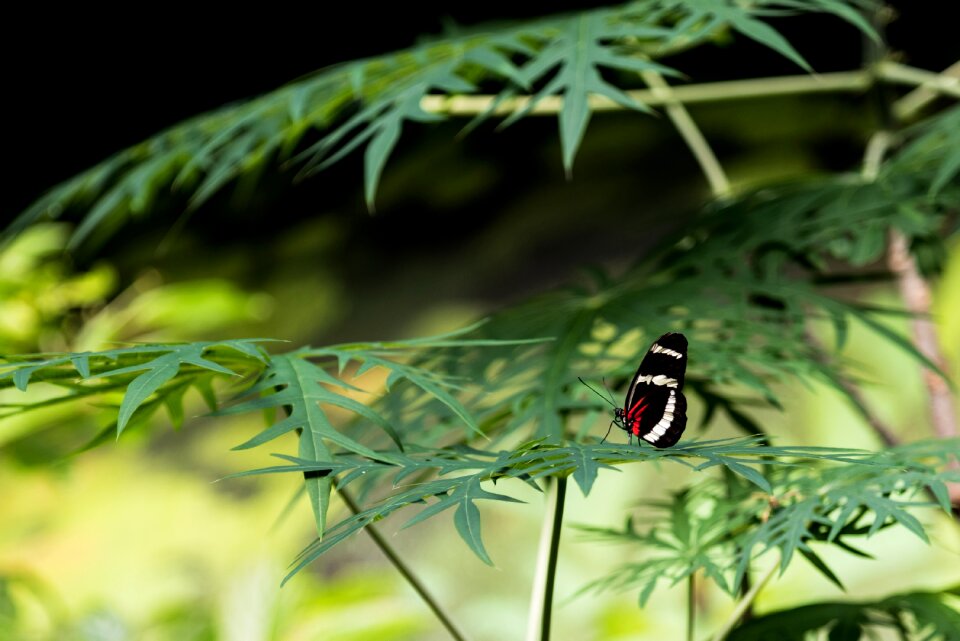 Green resting hewitson's longwing