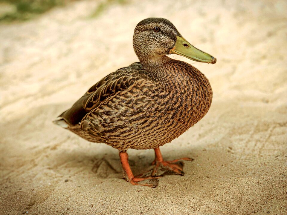 Water bird plumage bill
