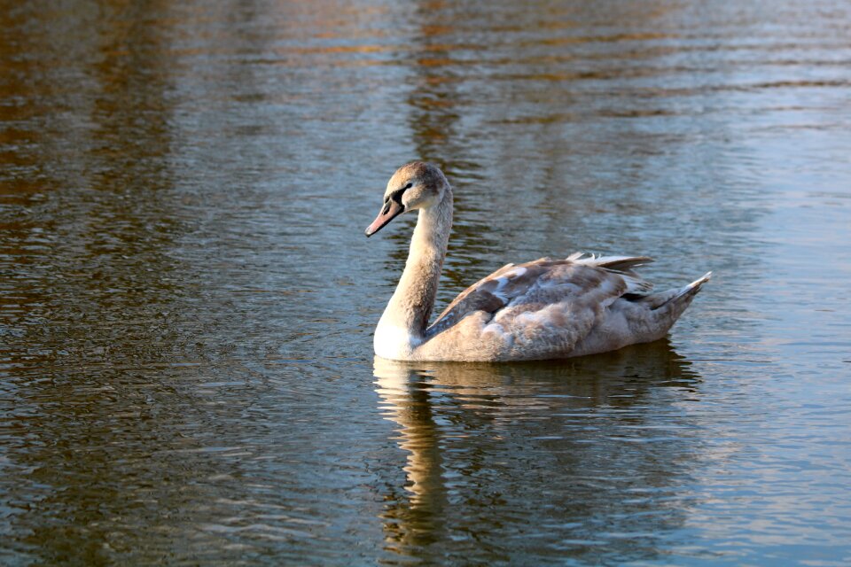 Surface waterfowl reflection