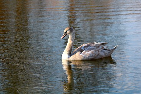 Surface waterfowl reflection photo