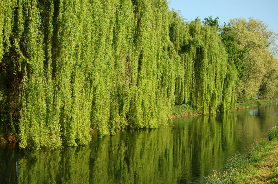 Tree nature environment
