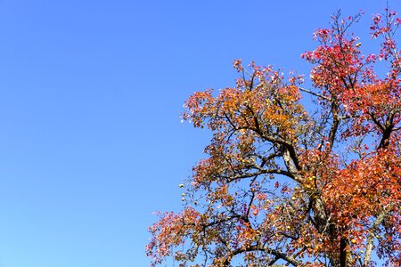 Fruit tree fruit fruits