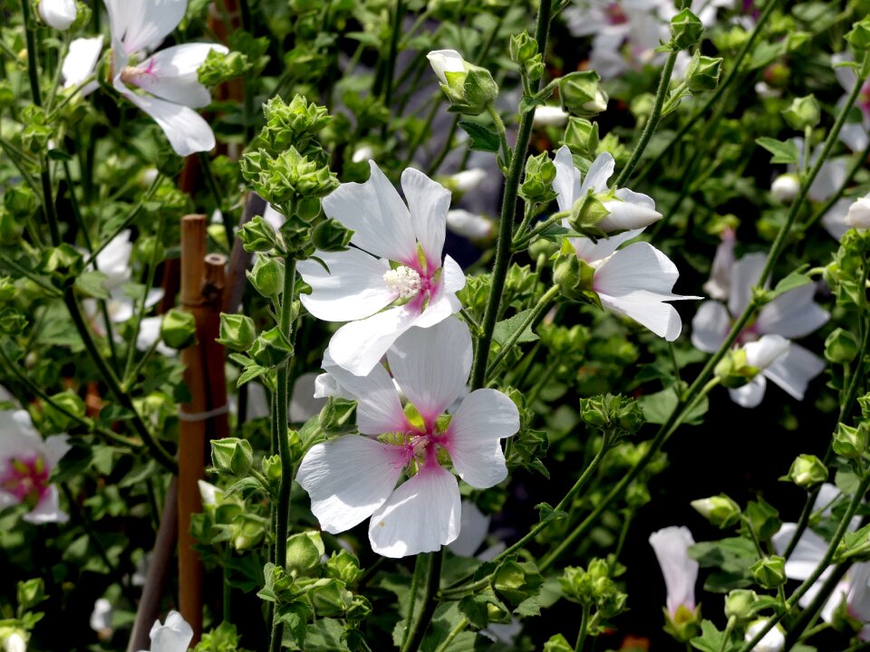 White blossom spring bloom close up