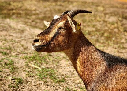 Domestic goat bock livestock