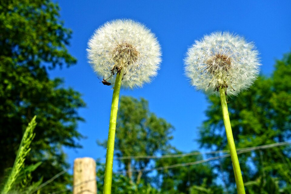 Puff-ball fluffy soft