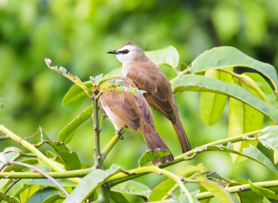 Tree outdoors animal photo