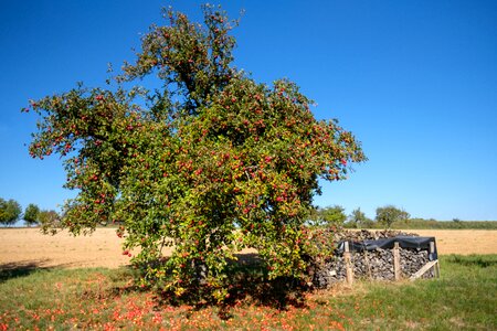 Fruit fruits apple