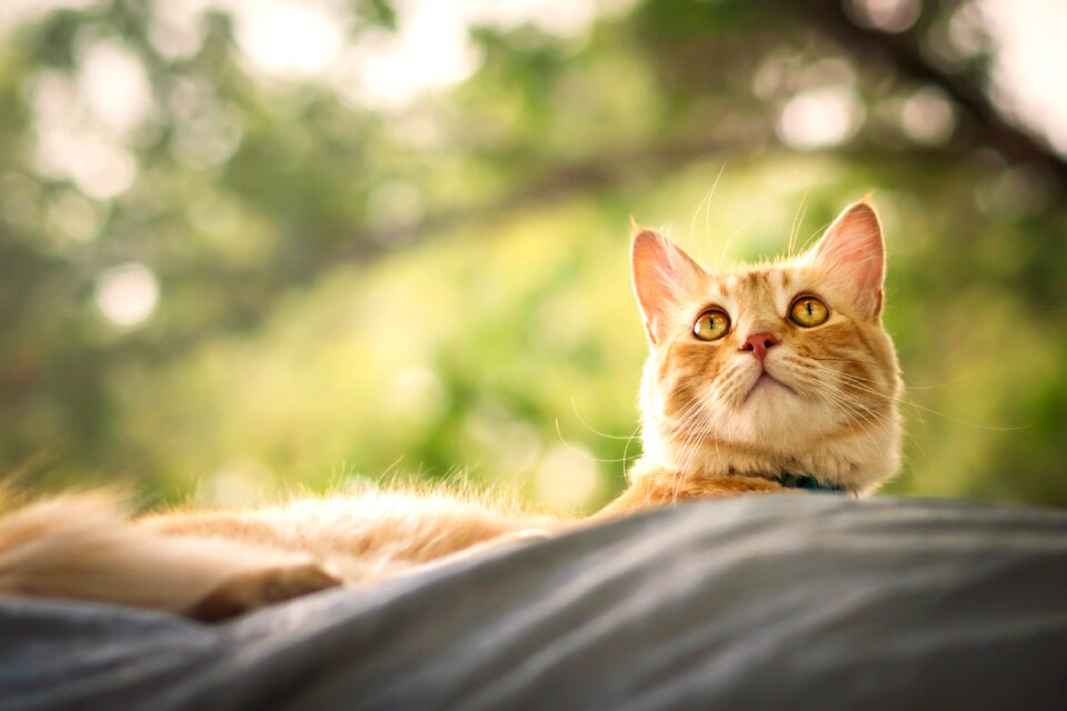 Fur nature cute