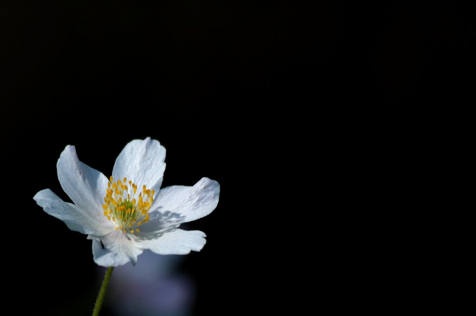 Flower plant nature