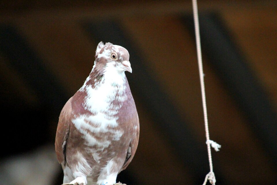 Outdoors bird feathered race photo