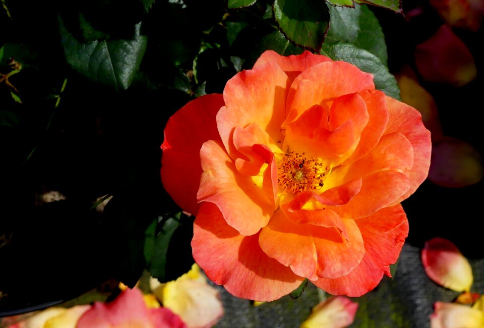 Bloom blossomed salmon