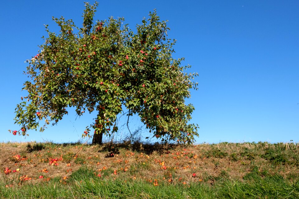 Fruit fruits apple