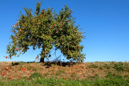 Fruit fruits apple