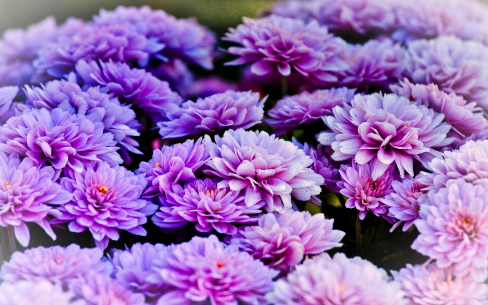 Bloom close up purple