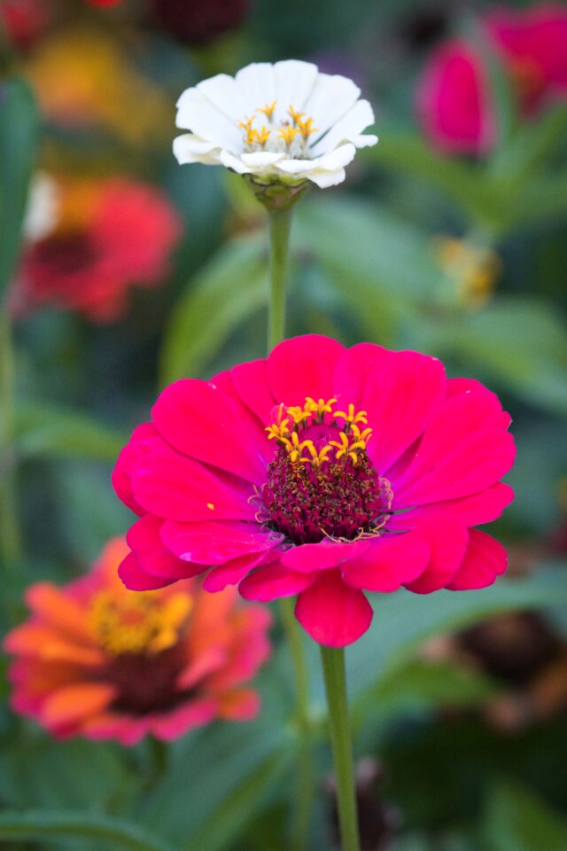 Bloom bright pink