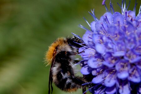 Nectar pollen wing photo