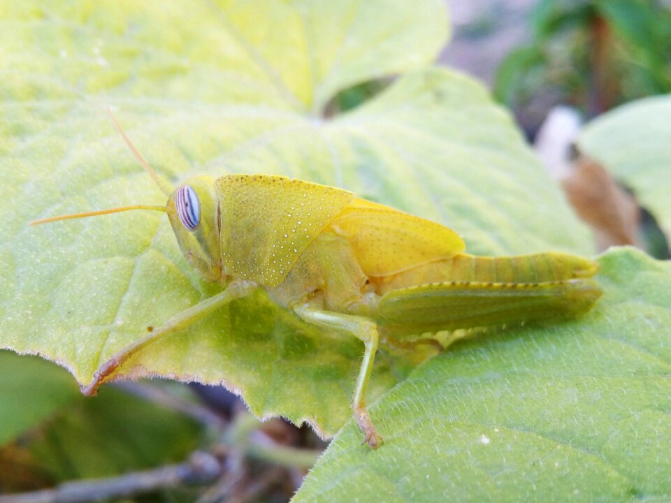 Orthopteron insect camouflage