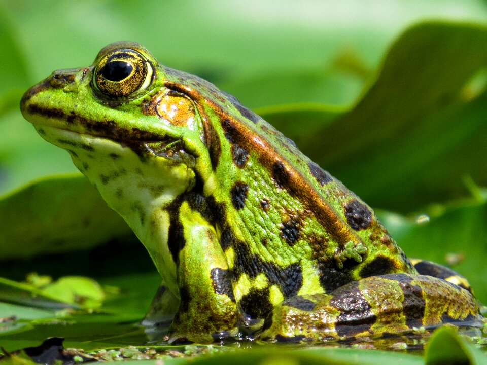 Frog pond pond slick photo