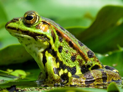 Frog pond pond slick photo
