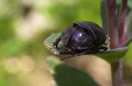 Free beetle insect