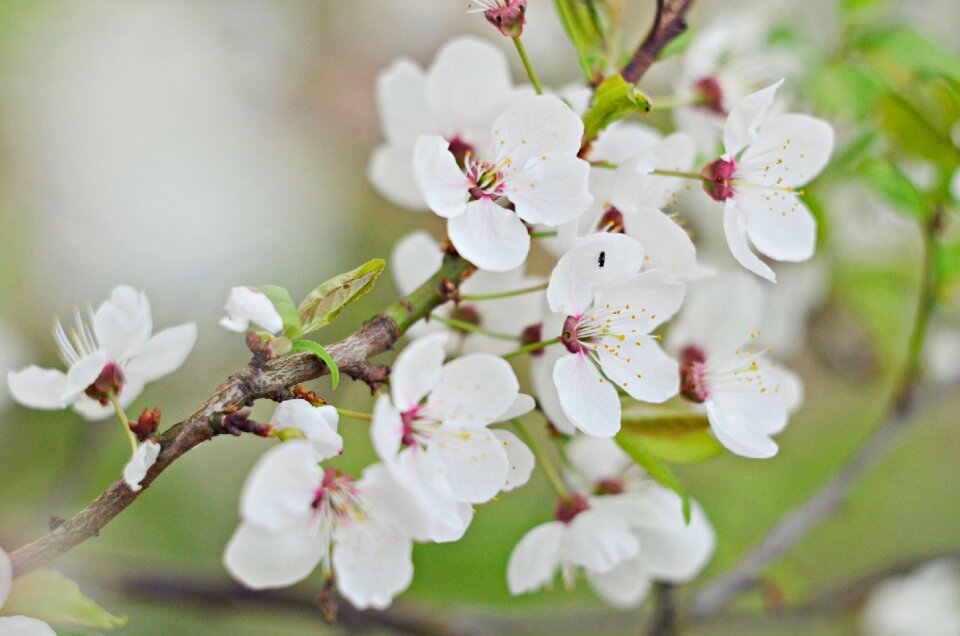 Nature plant branch photo