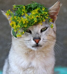 Wreath cute gray