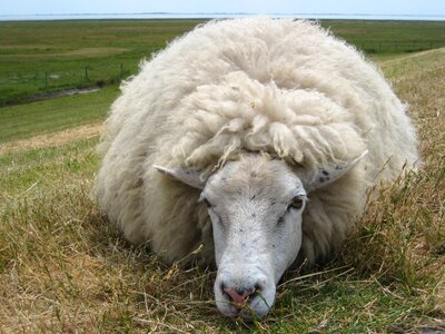 Meadow livestock agriculture
