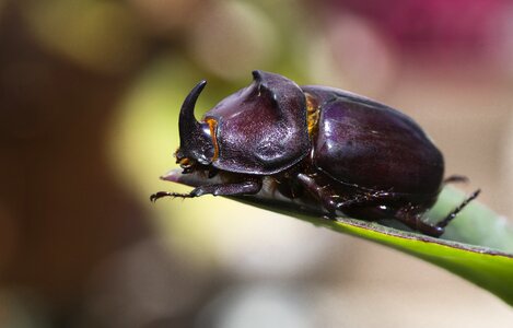 Free beetle insect