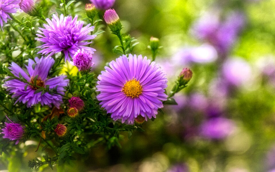 Pink autumn flowers