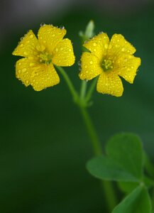 Yellow plant nature photo