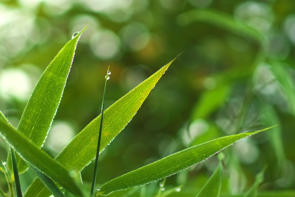 Nature plant fresh