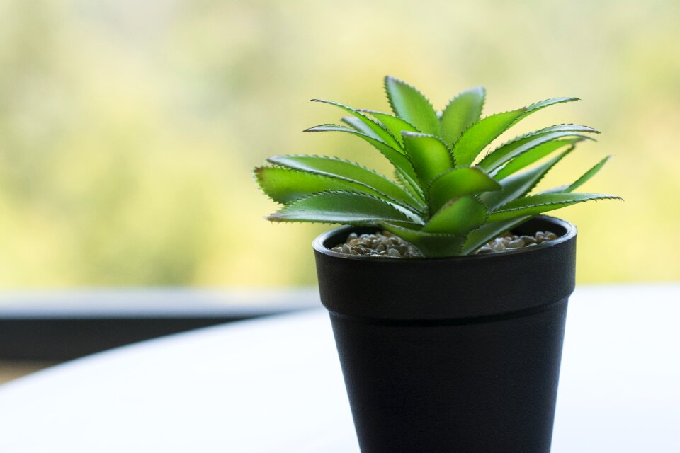 Vase flower leaves
