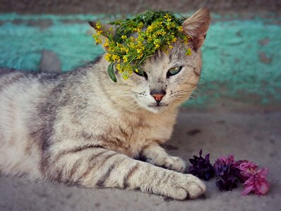 Wreath cute gray