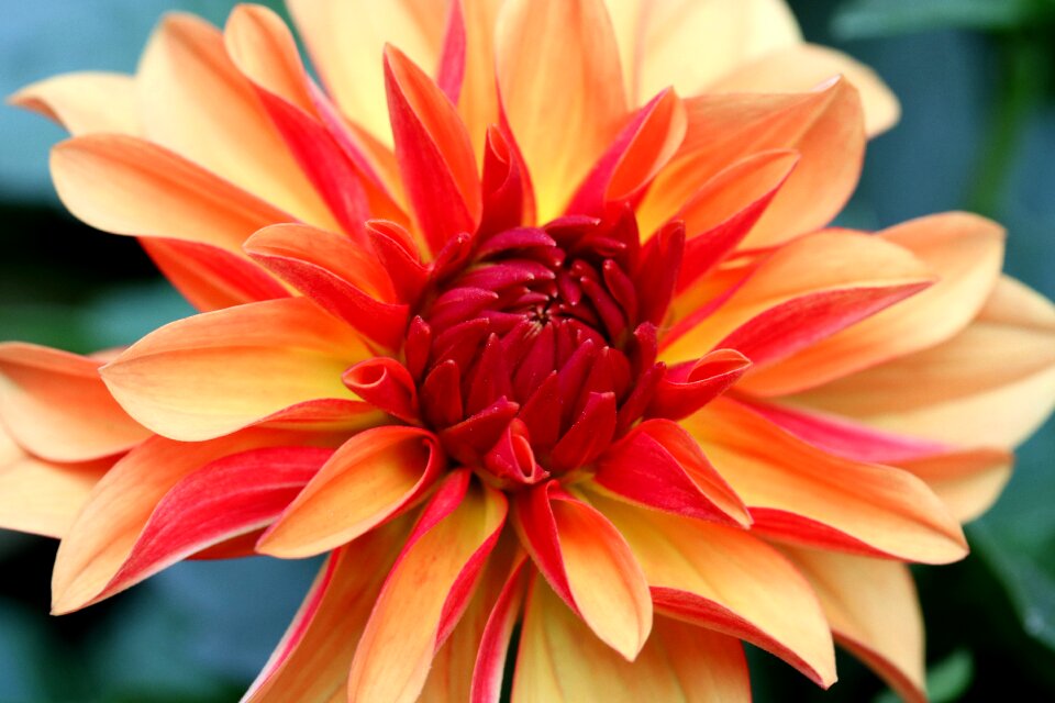 Macro orange red