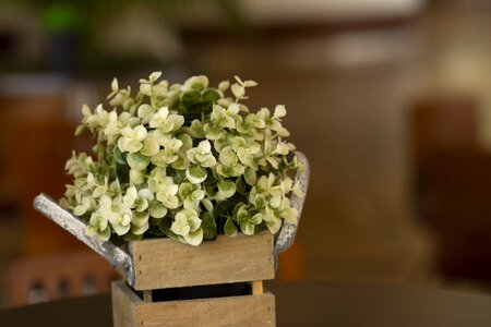 Basket flora plant