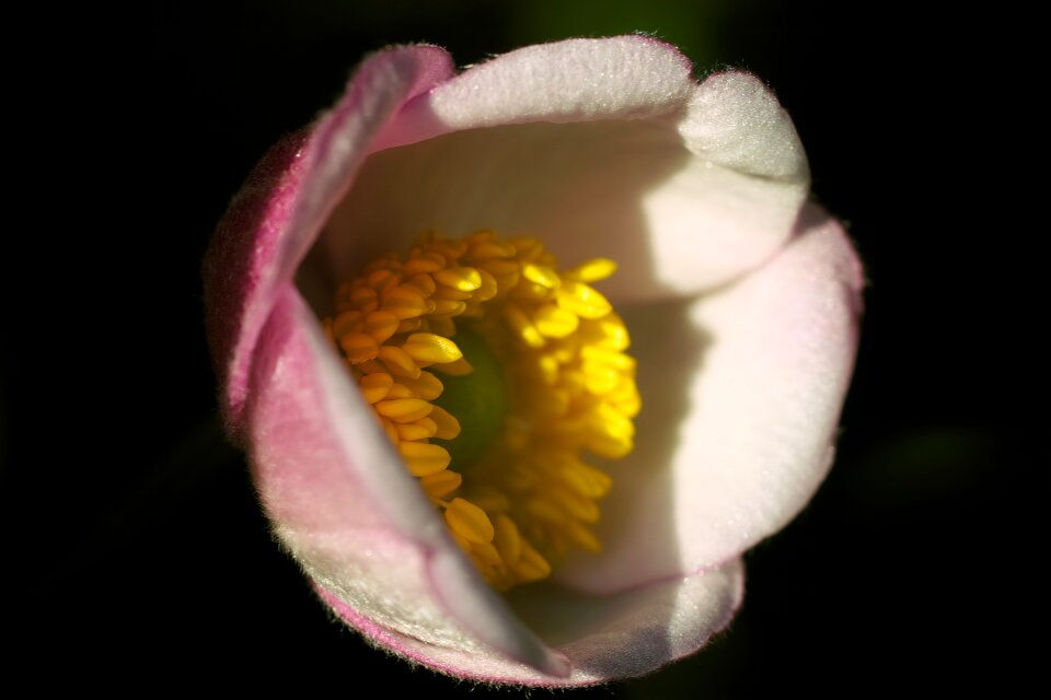 Close up stamp petals