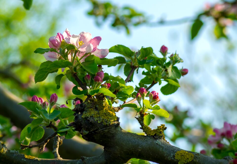 Growth bud apple blossom