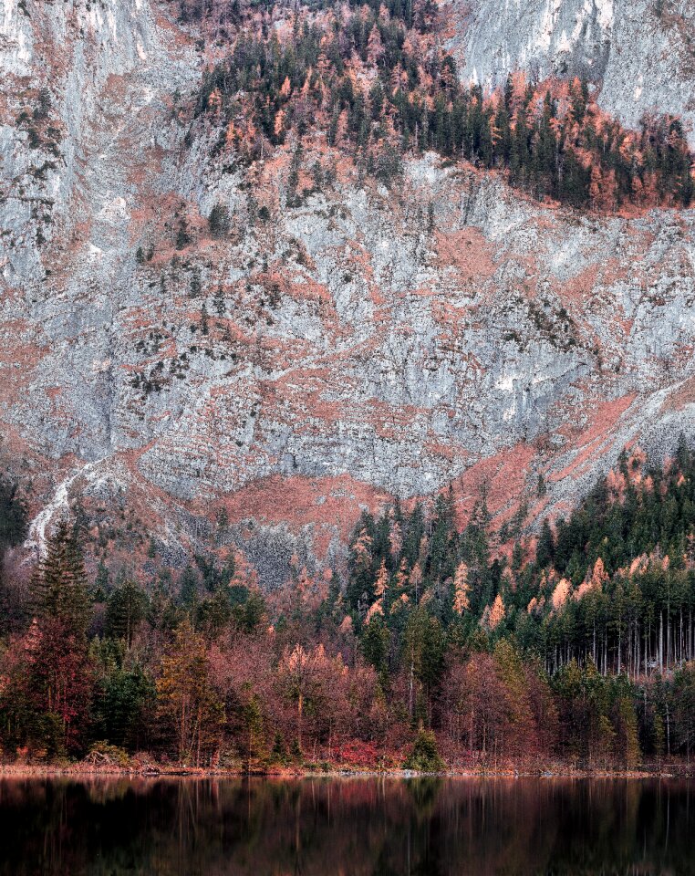 Landscape forest trees