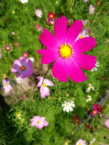 Flowers decorative summer